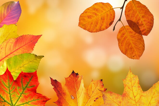 In der Woche vom 27.-31.10.2025 haben wir geschlossen. Wir wünschen Ihnen schöne und erholsame Herbstferien!